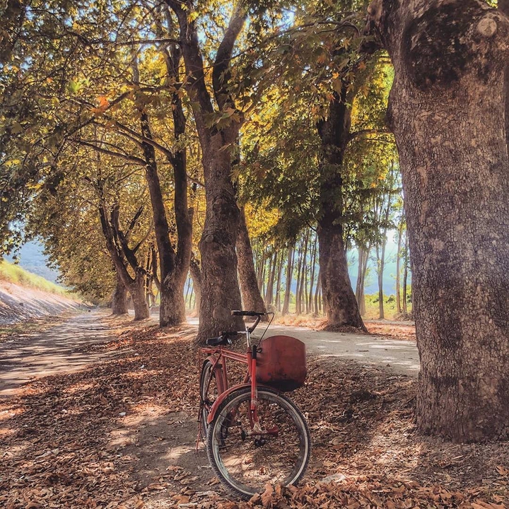 bursa ve çınarları