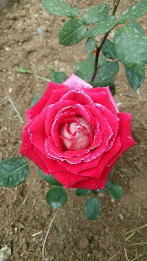 Mert AYDIN