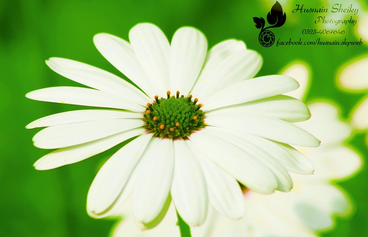 Nature 