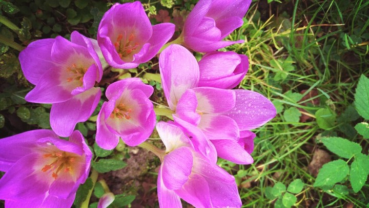 Flowers