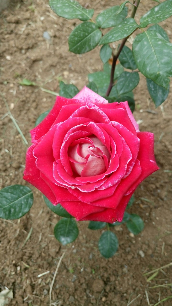 Mert AYDIN