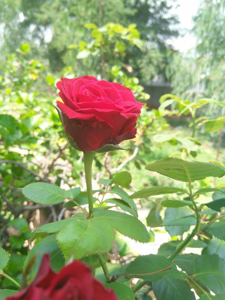 red means rose