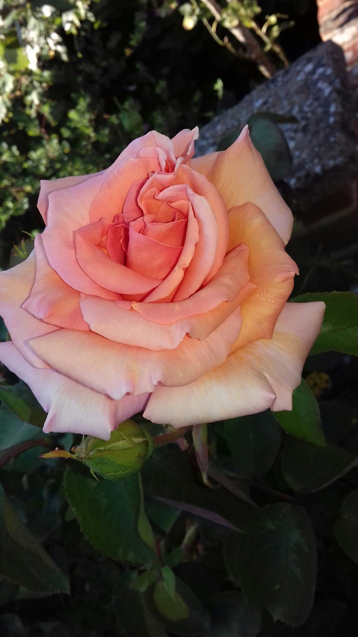ombre flower ?
