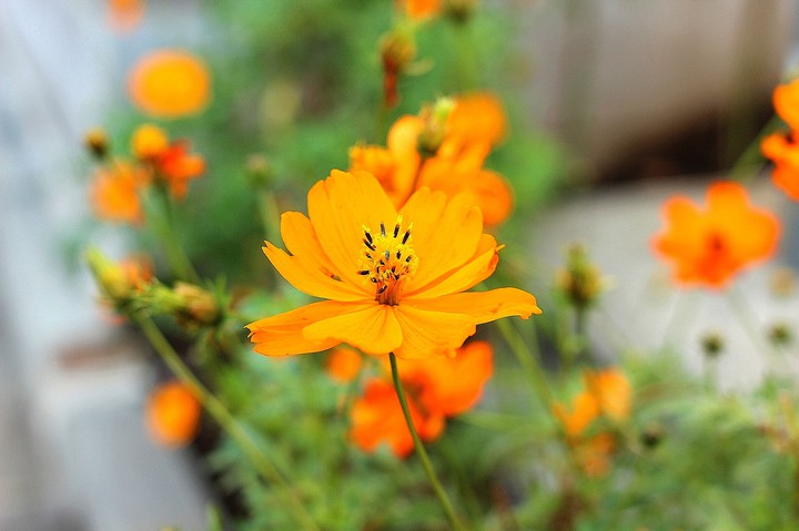 flower