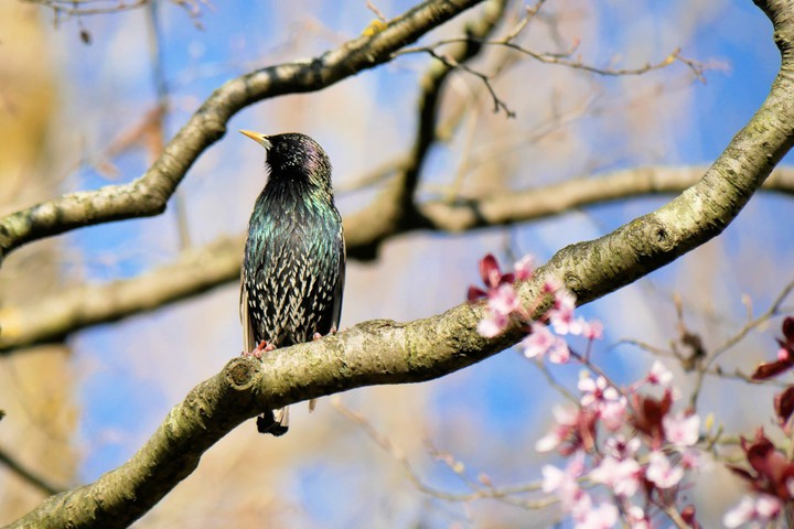 Bird