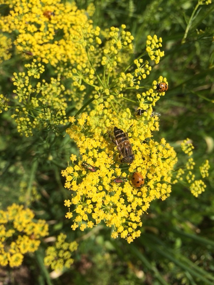 mustard