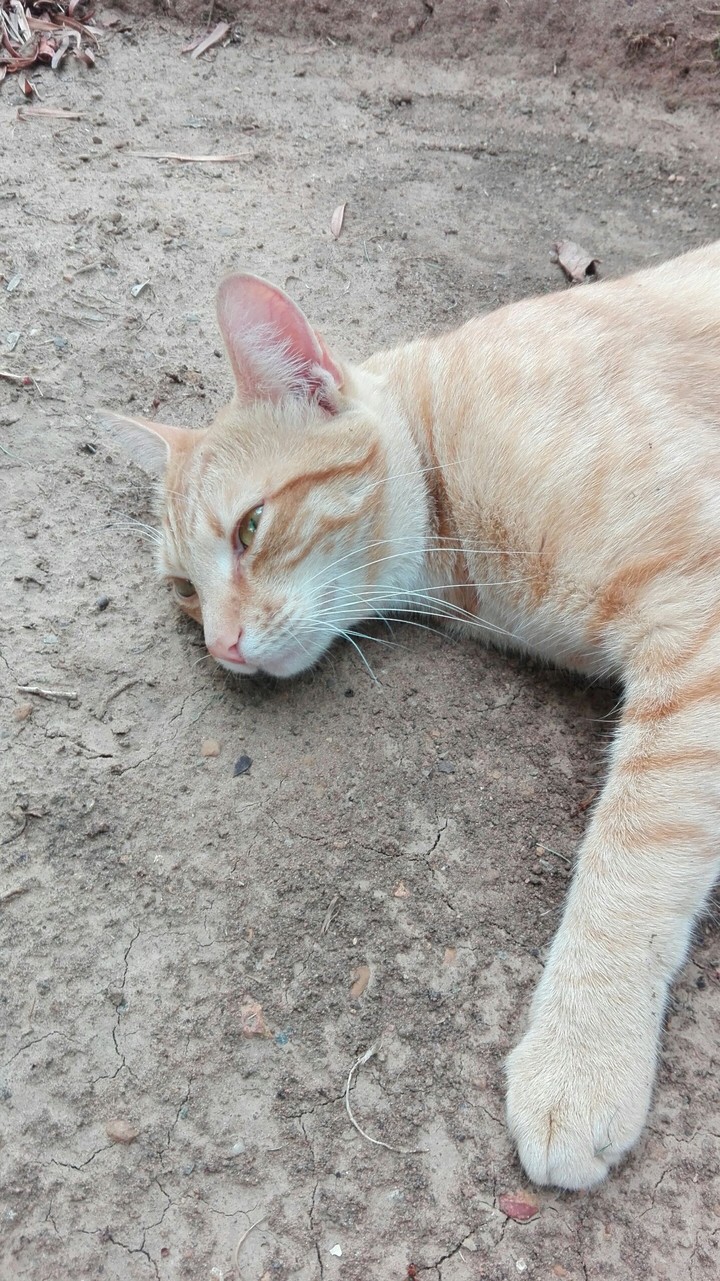 Tabby cat