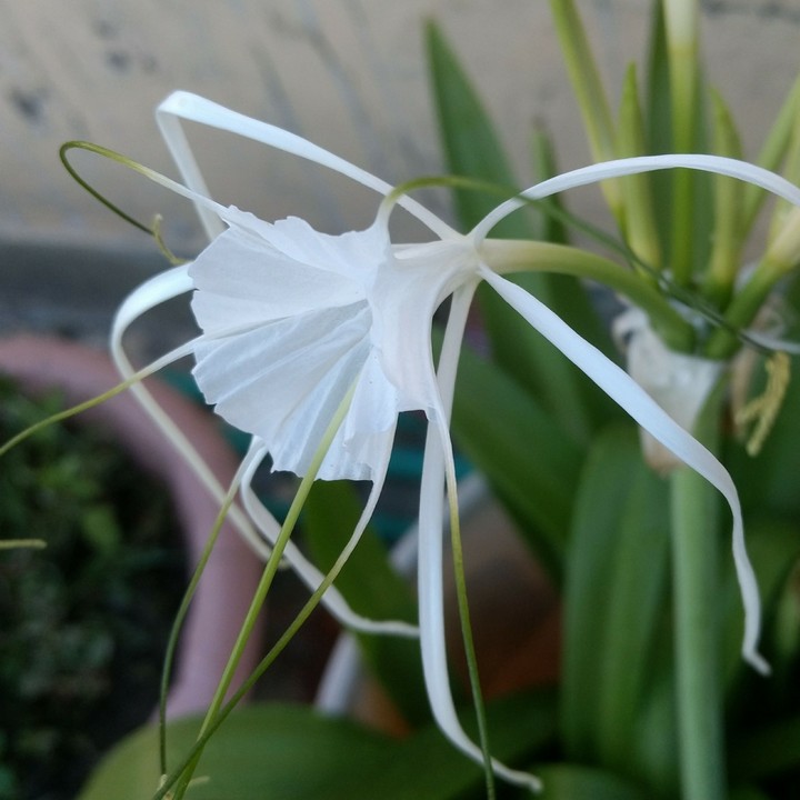 flower