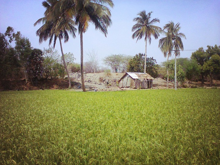 agri