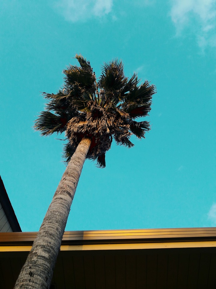 Palm Tree