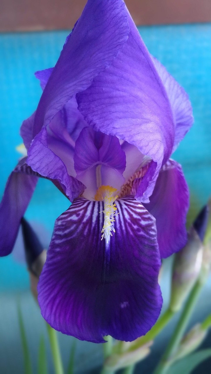 Iris Germanica