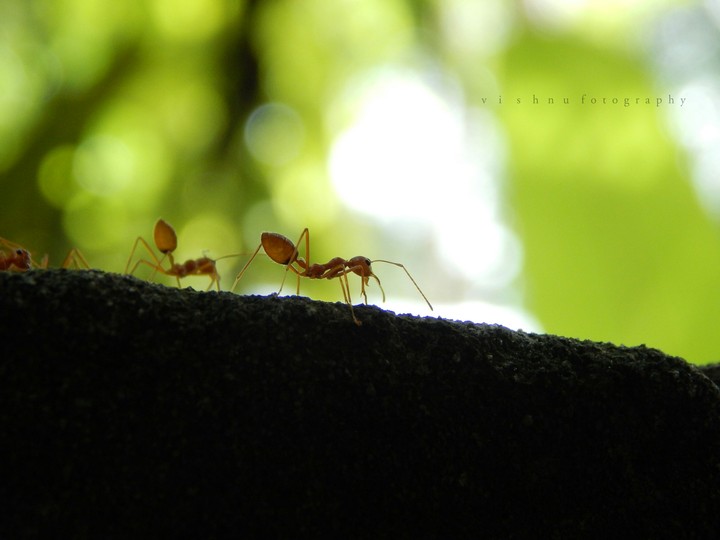 ant
