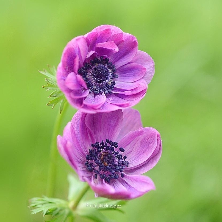 couple of flowers