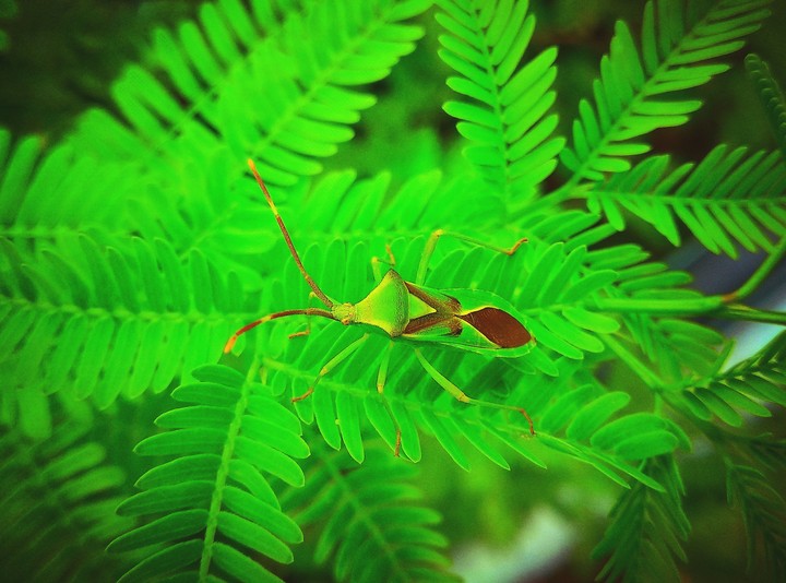 Nature