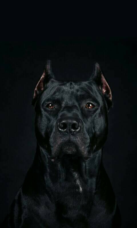 pitbull