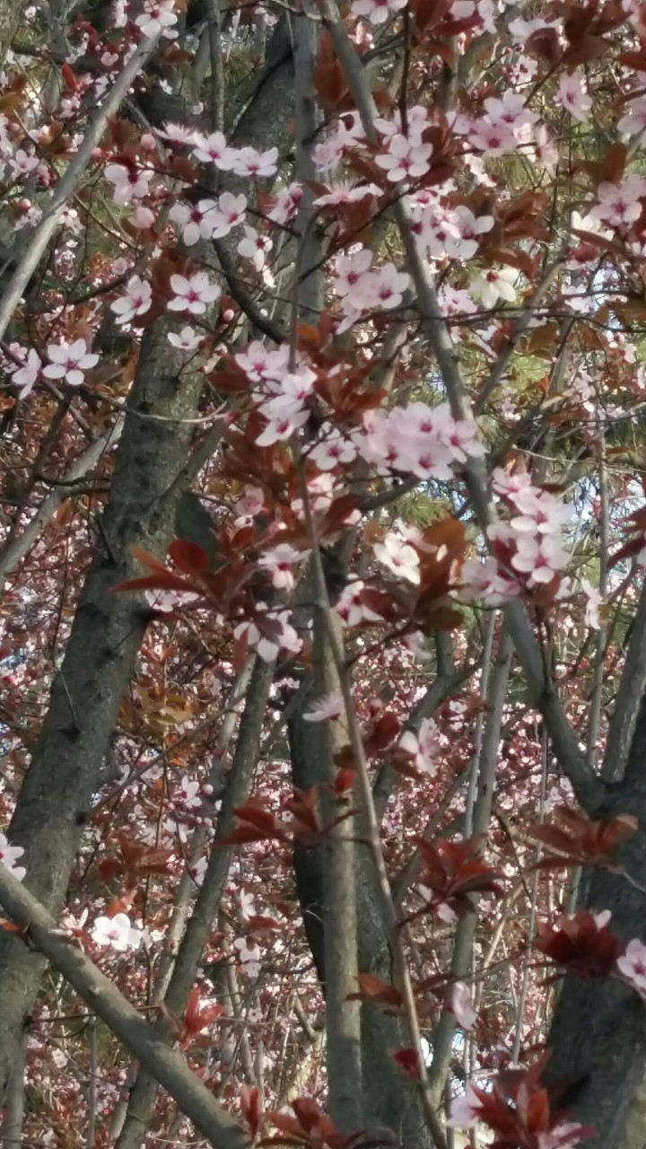 Spring Flowers in Torino Piazza Cavour Italy