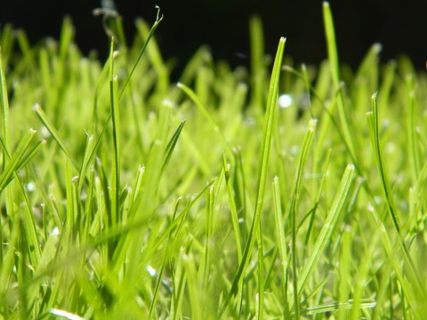 Grass; you either love it, or you hate it!
