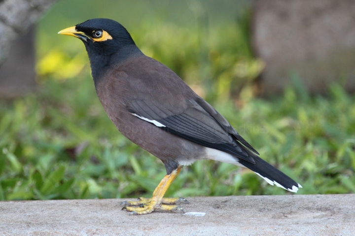 myna
