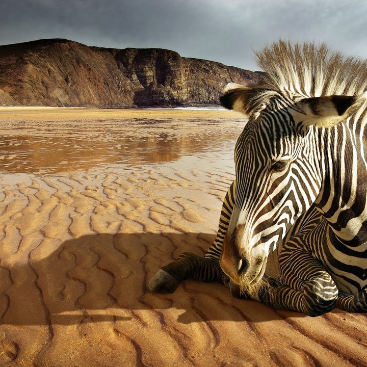 zebra