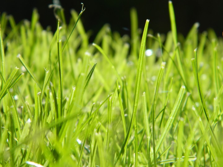 Grass; you either love it, or you hate it!