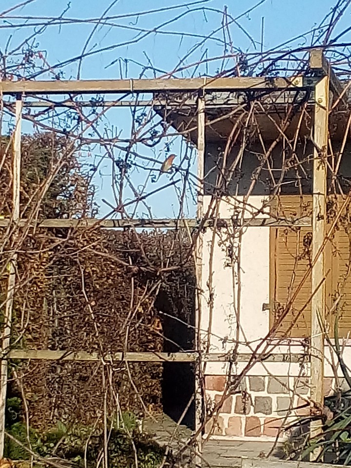 in der mitte ist er Bird reet kälchen