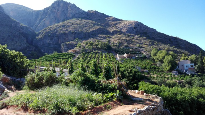 Mini Huerto