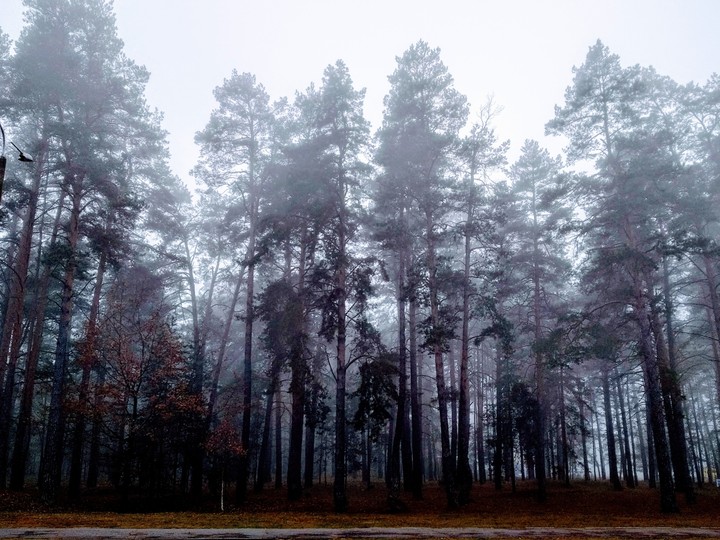 foggy forest