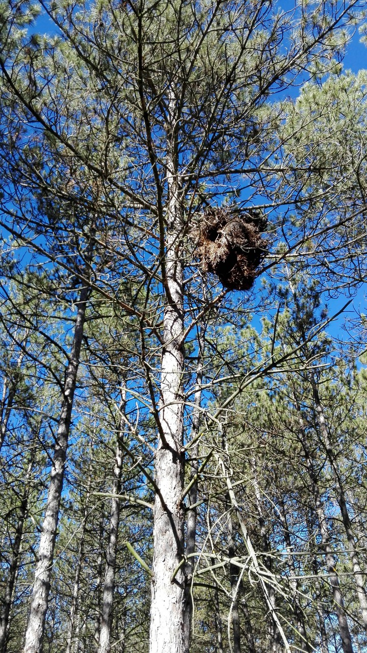 Giant nest