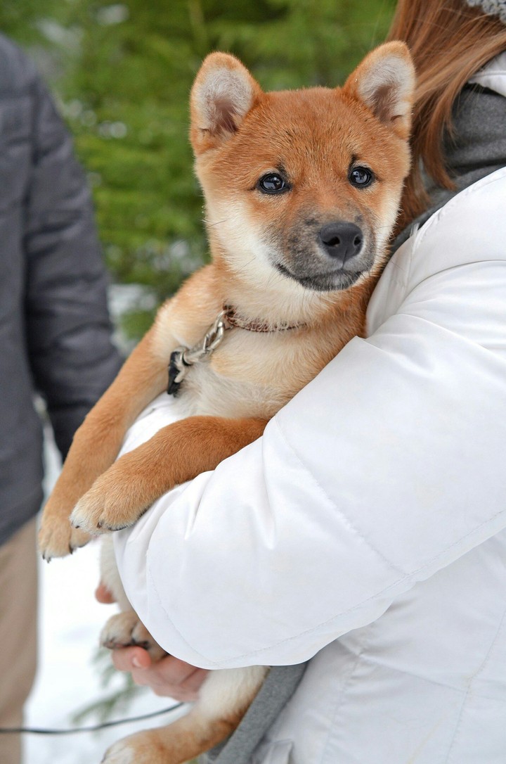 щенок
