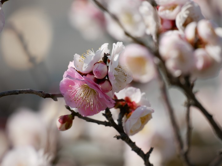 plumblossom