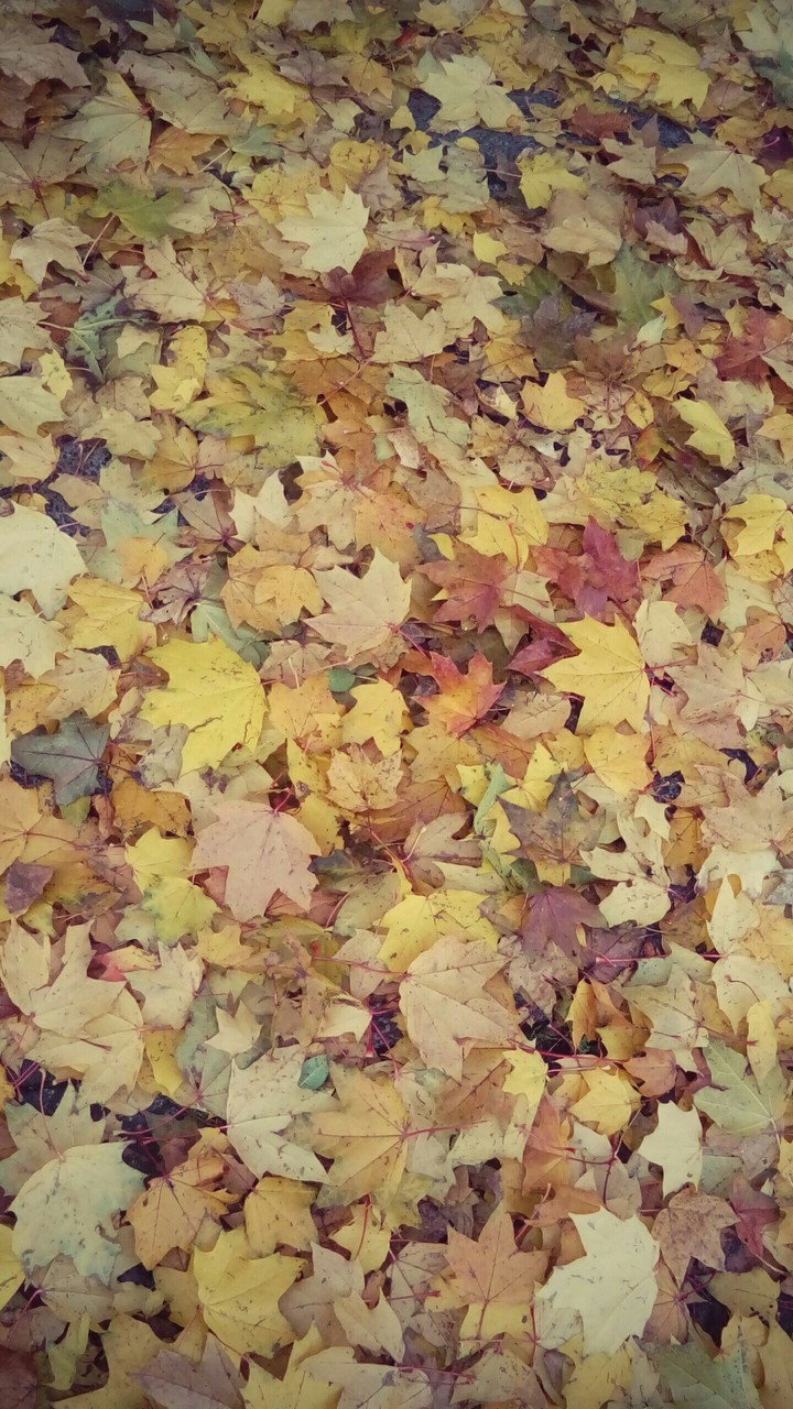 leaves
