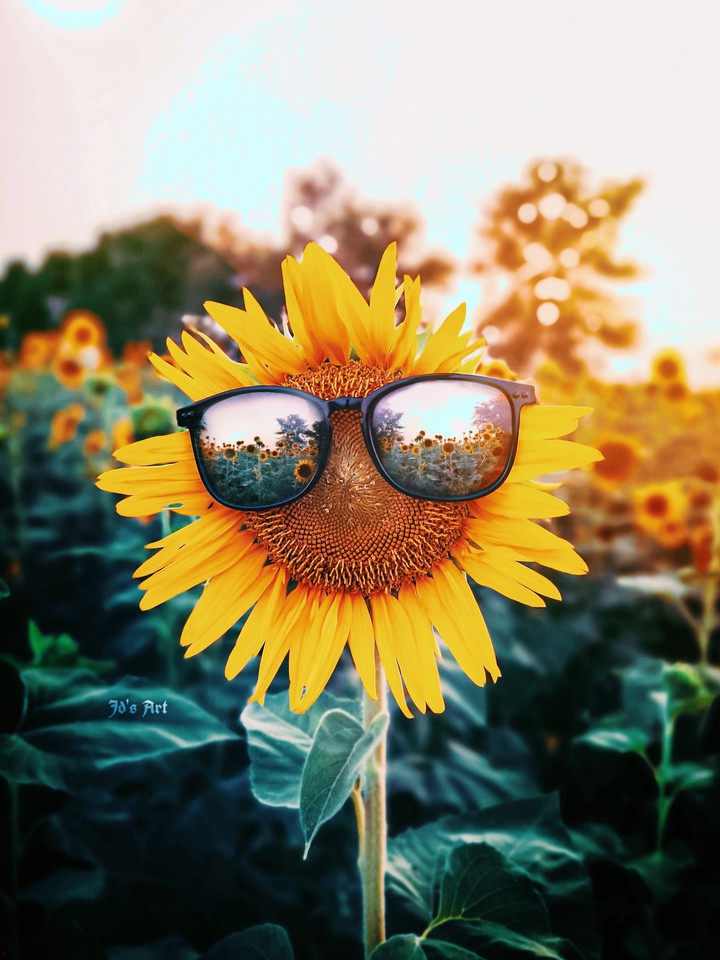 Mr. Sunflower