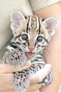 BABY CAT