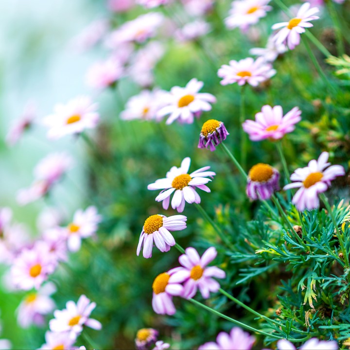 Daisy's flowers on the medow