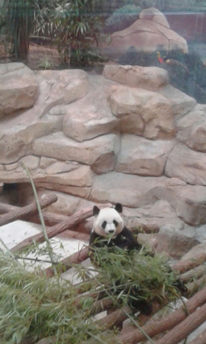 Panda