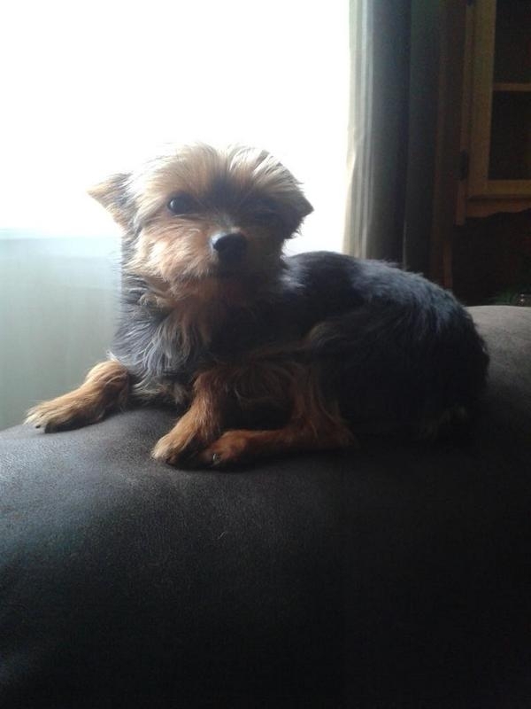 Yorkshire terrier