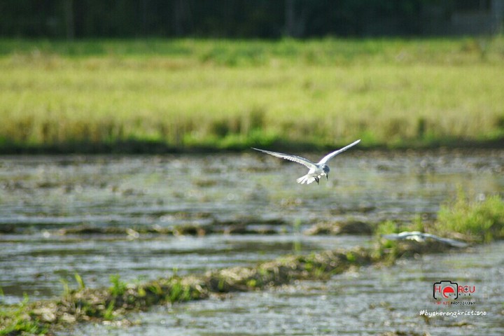 bird