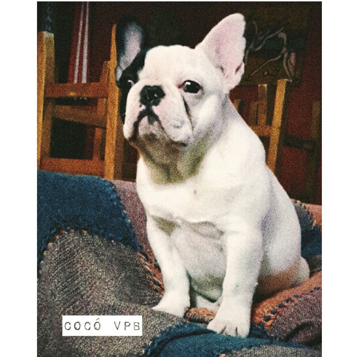 Cocó Von PascalBrola