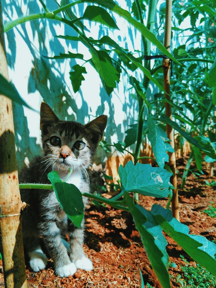 cat