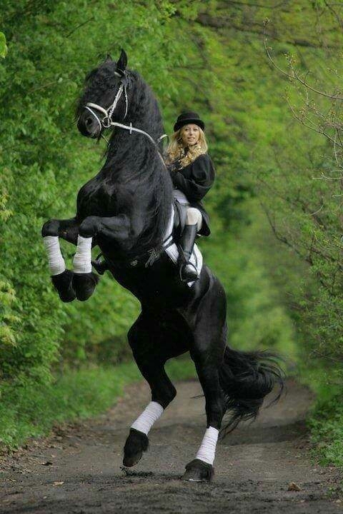 bhutifuls. hors