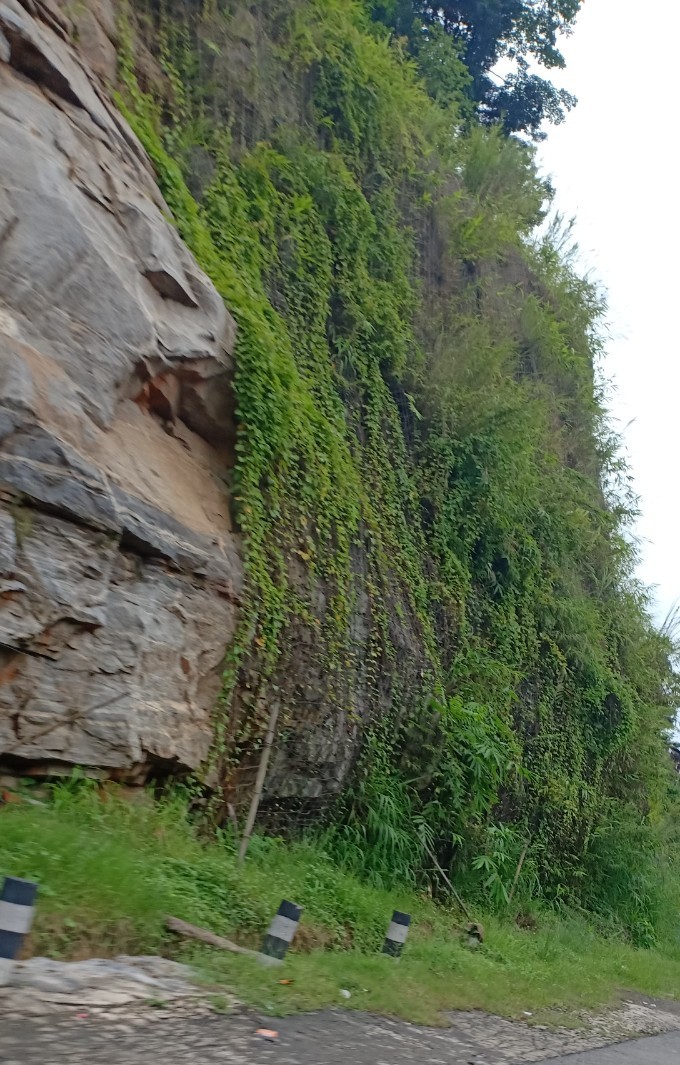 Hanging greens