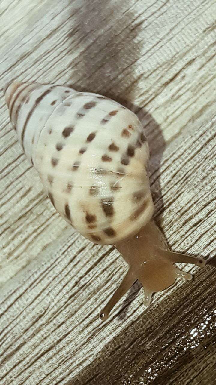 caracol