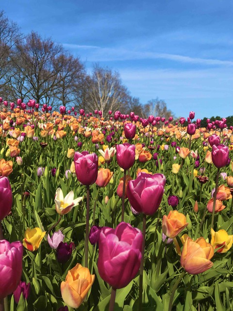 At the Keukenhof Park, 2019