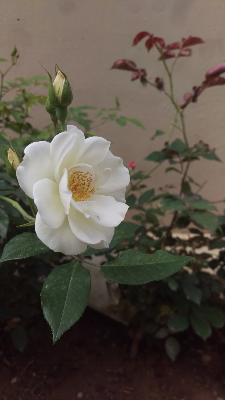 White Rose
