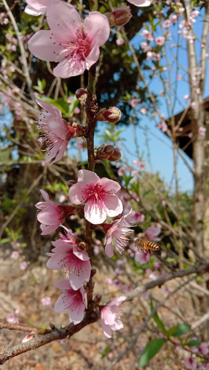 Winter Blossoming Flower Peach