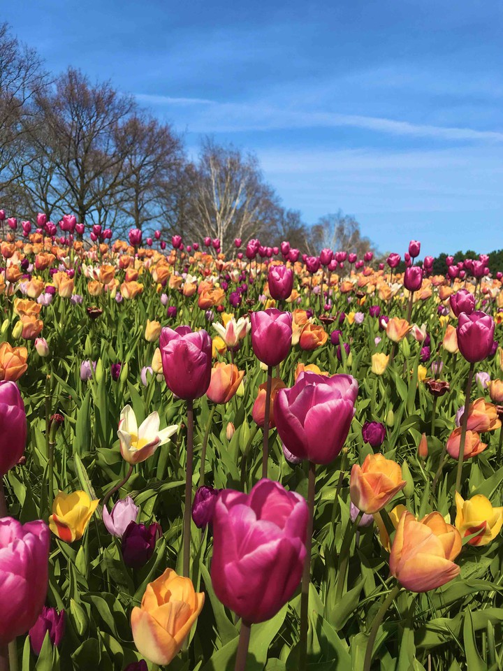 At the Keukenhof Park, 2019