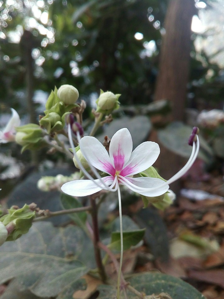 nice flower...