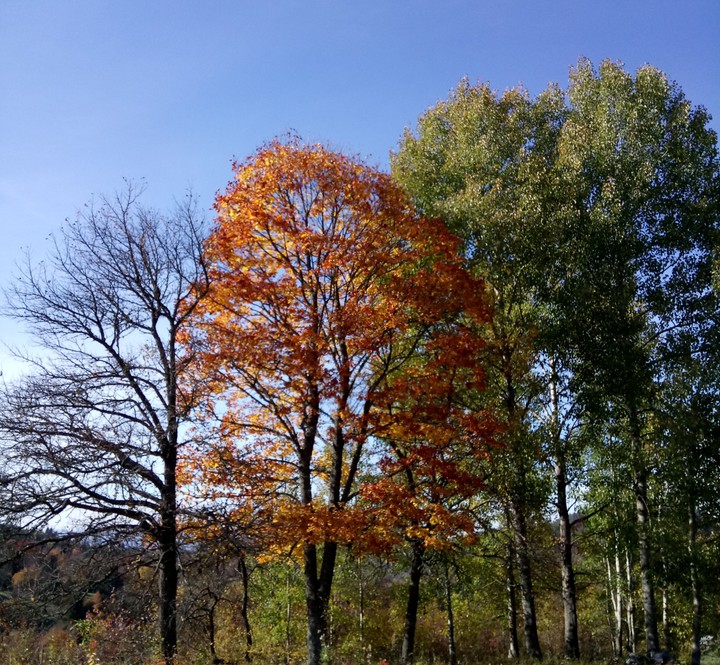 nature