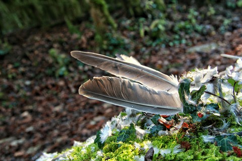 Plume