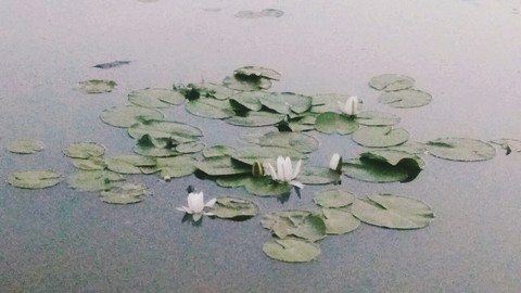 ..like my favorite Claude Monet :3